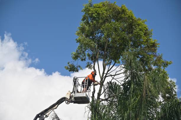 Leaf Removal in Whitney, SC