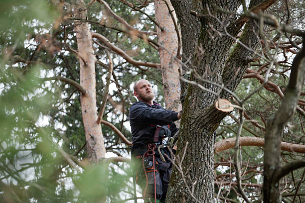 Best Tree Mulching  in Whitney, SC